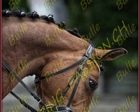 BULLE 0731-Modifier